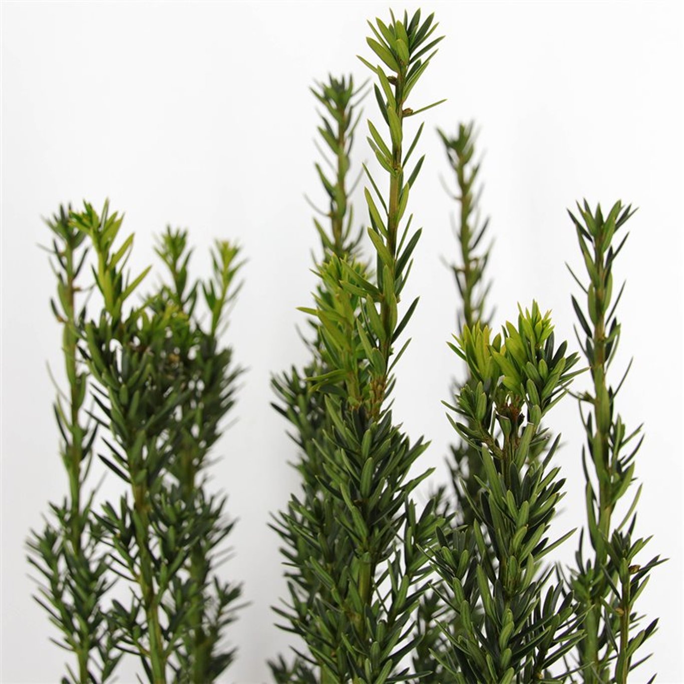 Taxus media 'Hillii' - C5 60-80 CM